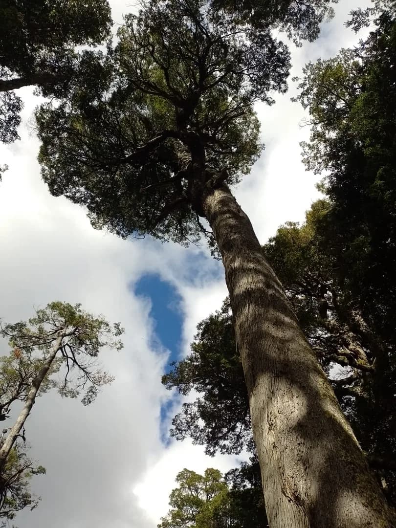 Campo Rio Chico, Futaleufú - Imagen 2