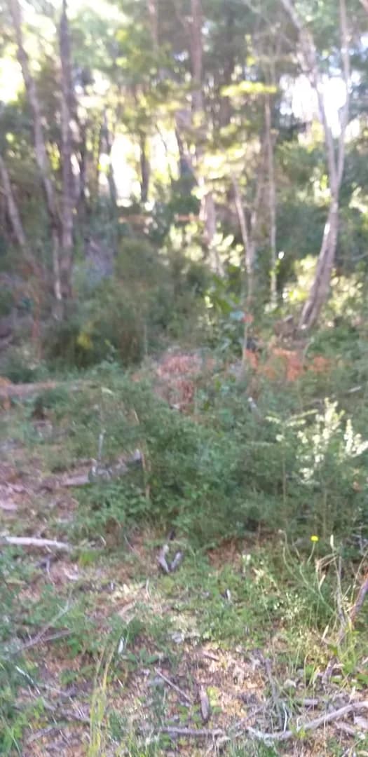 Parcela Noroeste, Rio Espolón, Futaleufu. - Imagen 3